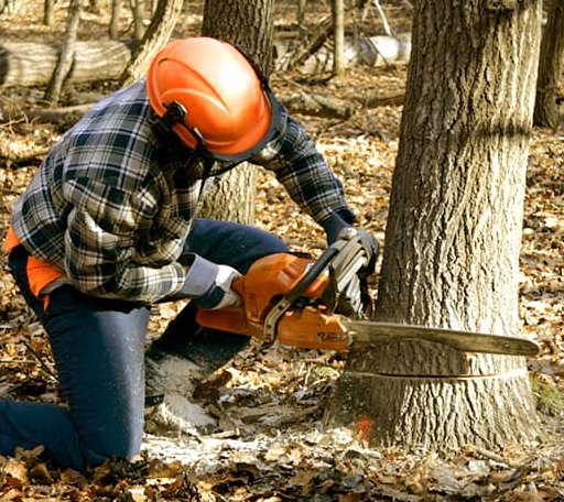 Arborist assessing tree health in California